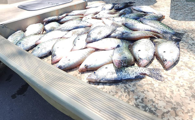 Fishing catch with Power Queen lithium battery used for trolling motor